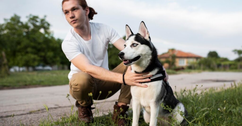 training a Blue Heeler puppy