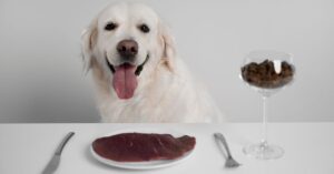 food for dogs with diarrhea
