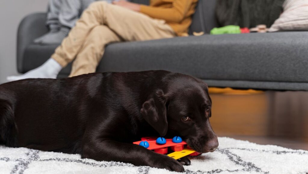 basic dog items for owners