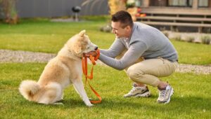dog fitness products