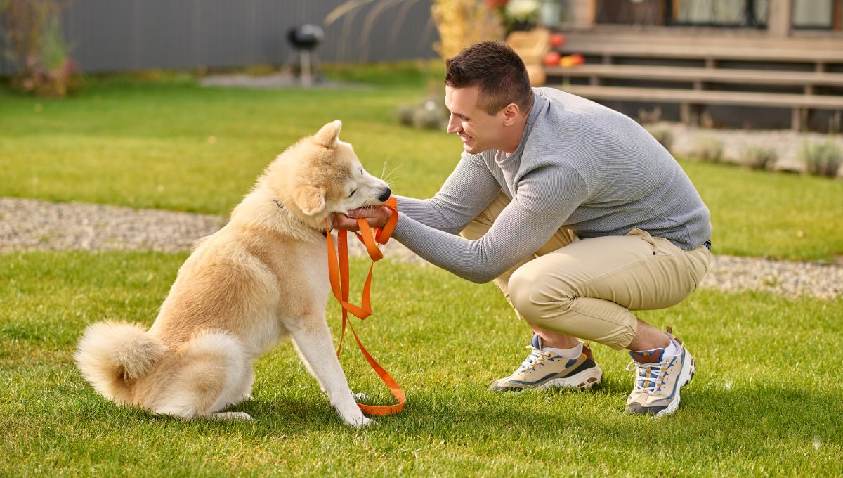 dog fitness products
