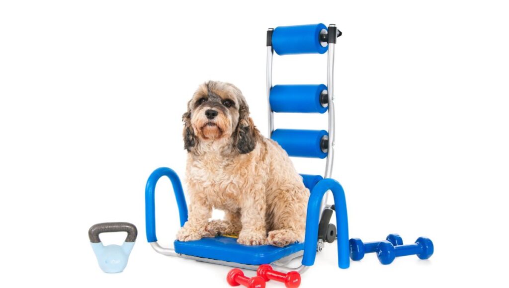 dog exercise equipment