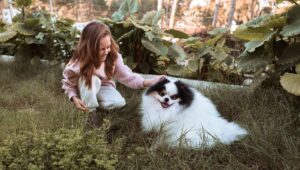 dog training border collie