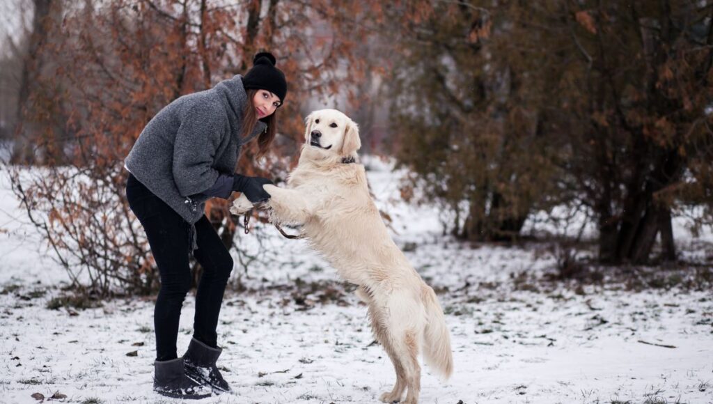 how to train a border collie