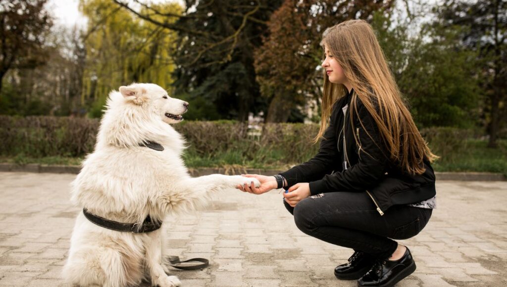 border collie obedience training