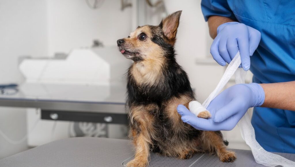 dog wound treatment