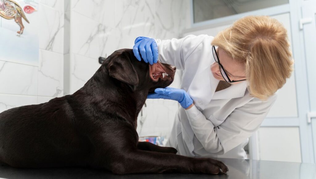 ProDen PlaqueOff for dogs