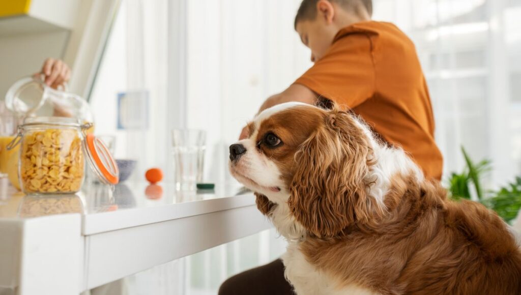 dog oral health flakes