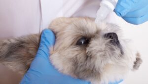 dog eye problems