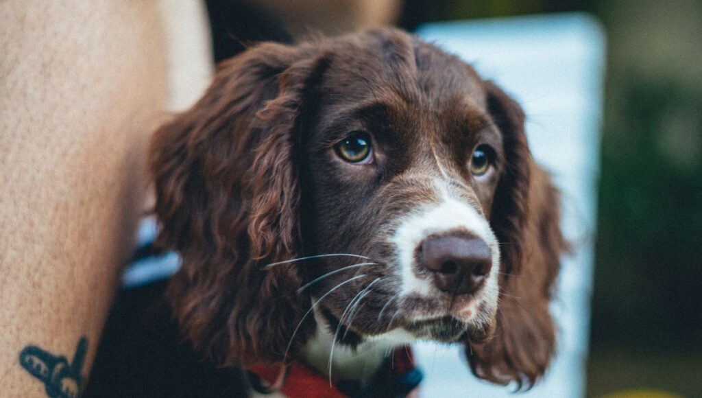 dog eye health issues