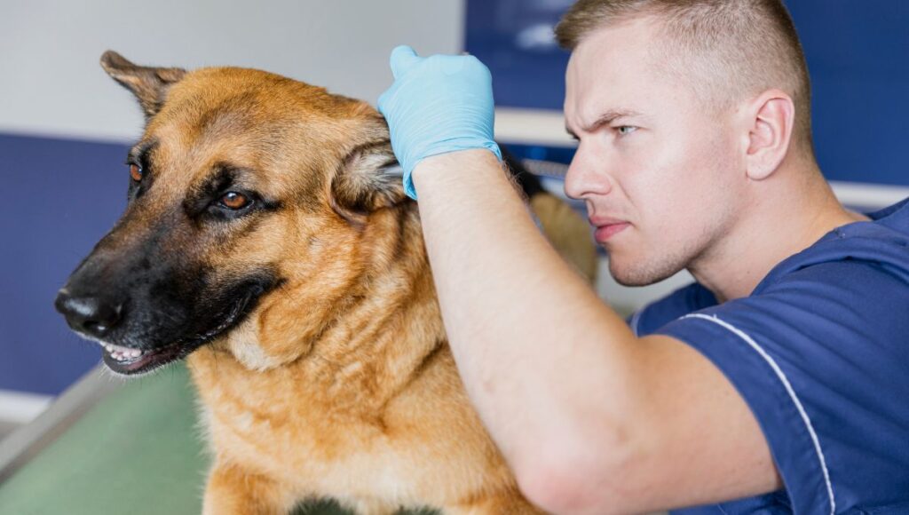 common dog eye diseases
