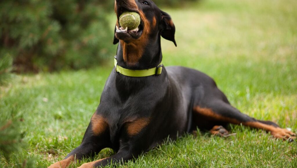 Belgian Malinois obedience training