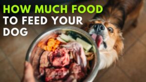what to feed a dog daily