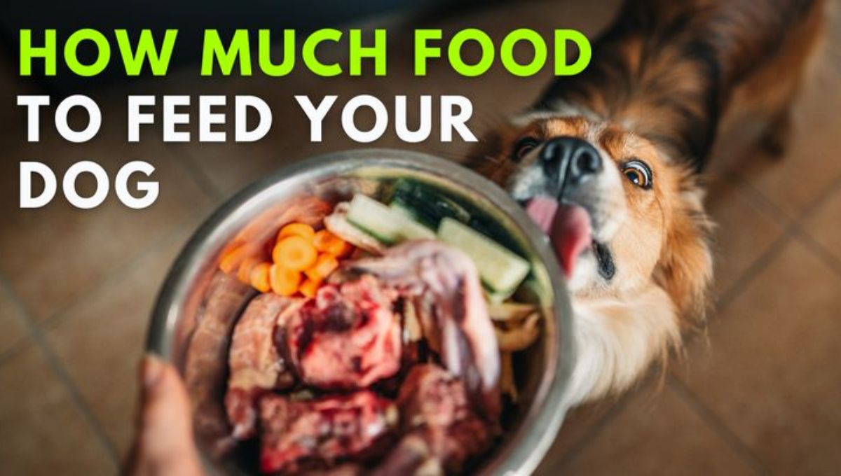 what to feed a dog daily