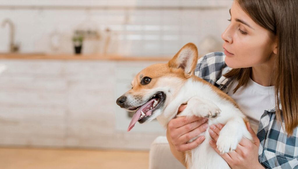 dog teeth cleaning products