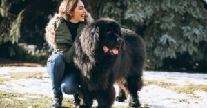 bernese mountain dog health issues