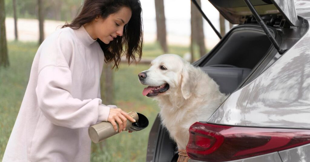 dog accident coverage