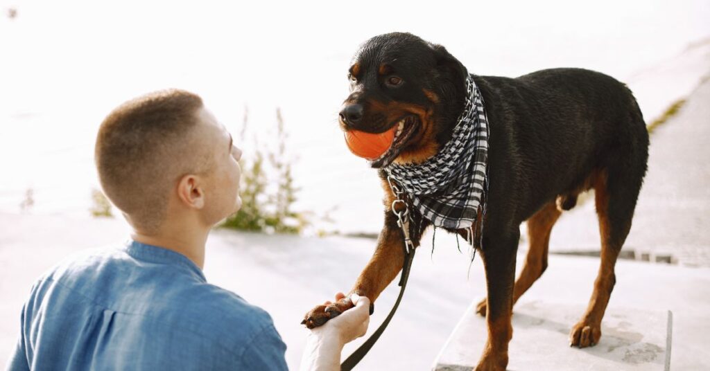 bernese mountain dog health problems