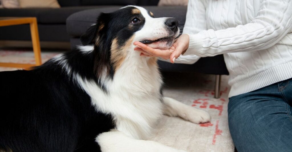 Bernese Mountain Dog lifespan issues