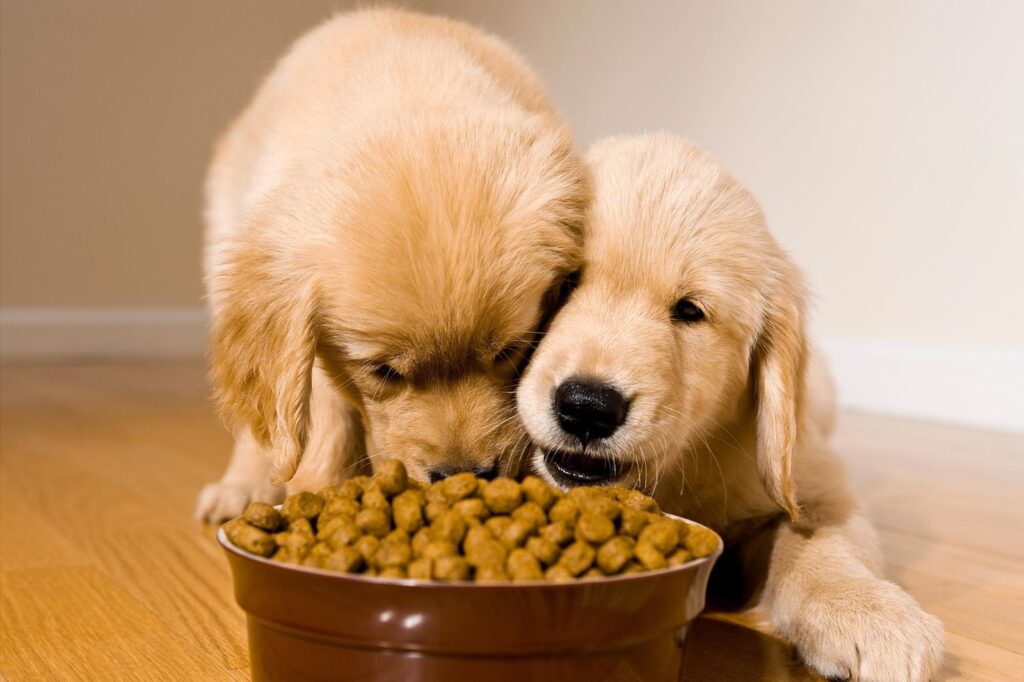 healthy dog food