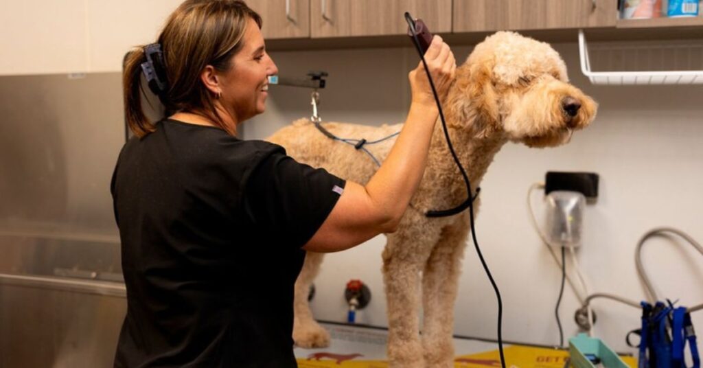 dog grooming salon nearby