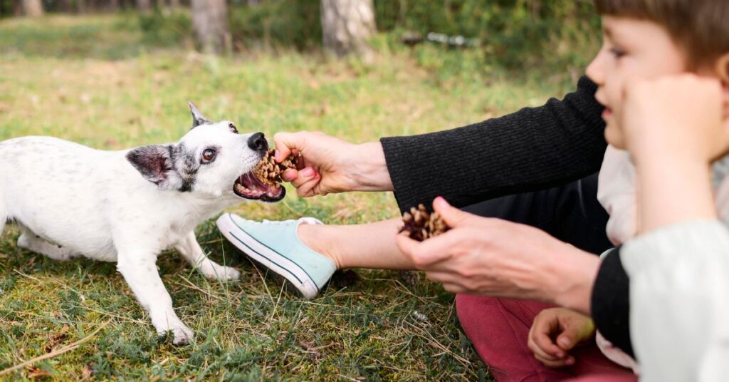 vet recommended puppy food