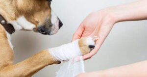 wound care for dogs at home