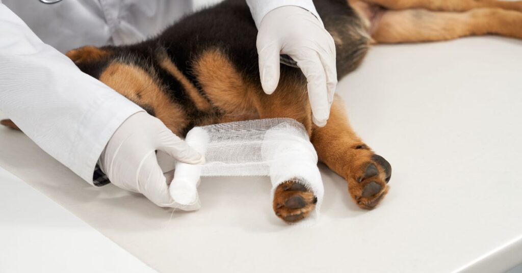 dog wound treatment at home