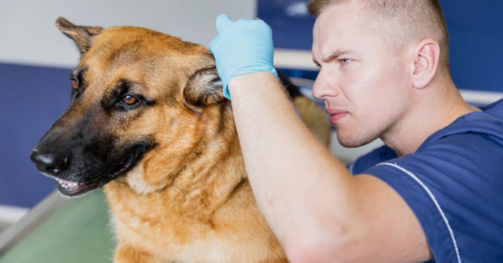 how to treat a dog wound
