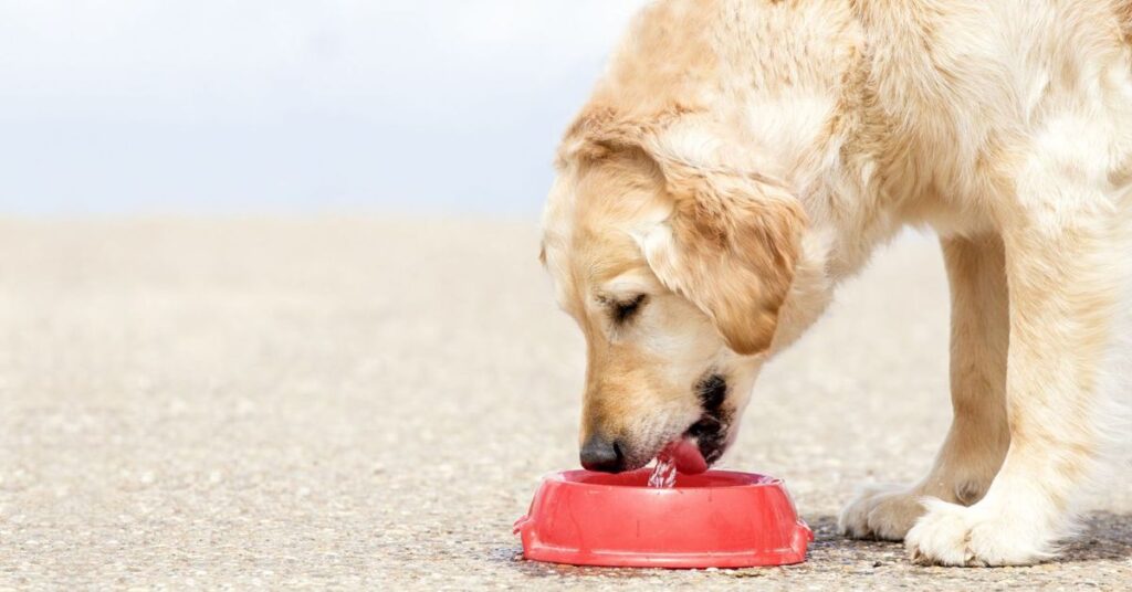 best dog food for sensitive stomach
