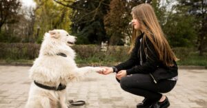 easiest small dogs to train