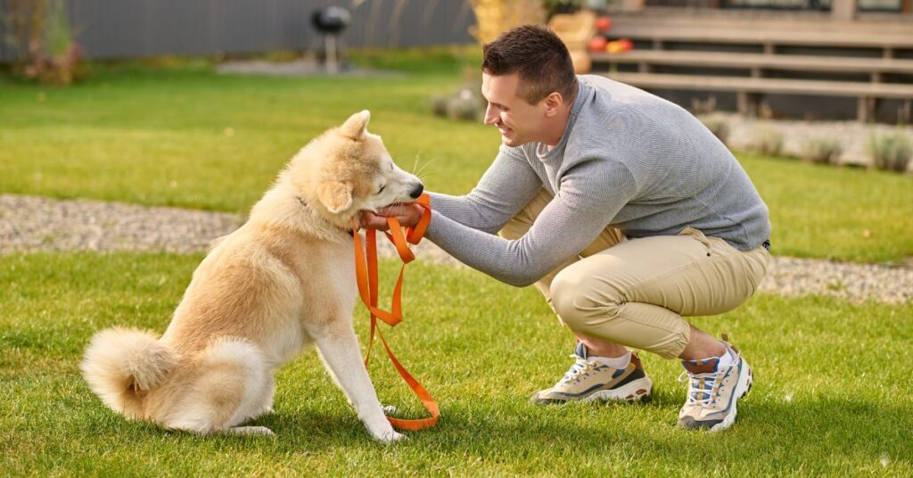 easy to train small dog breeds