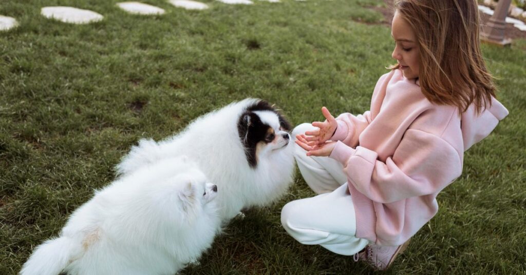 most obedient small dogs