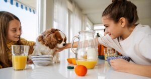 Safe human foods for dogs