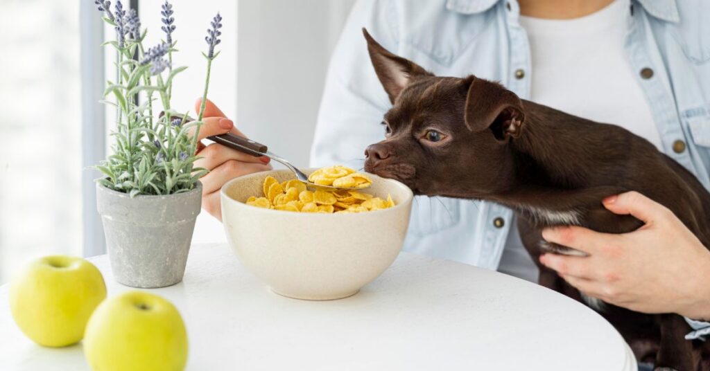 human food dogs can eat