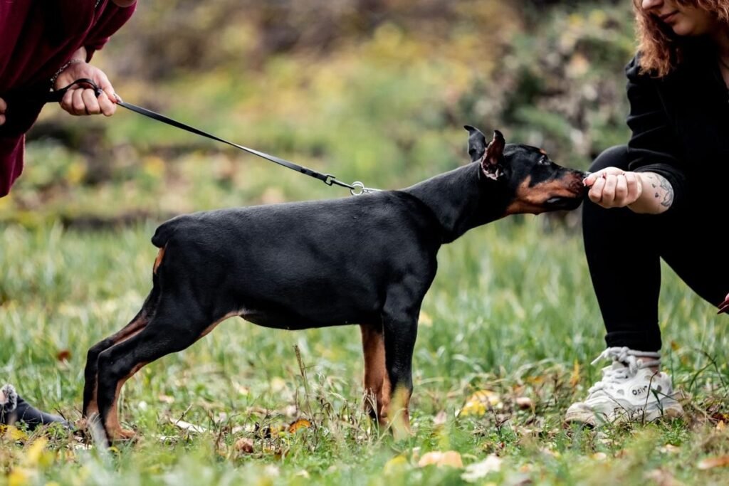 Doberman Pinscher